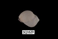 藏品(紫口珊瑚螺)的圖片